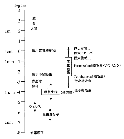 活性汚泥微生物の大きさ