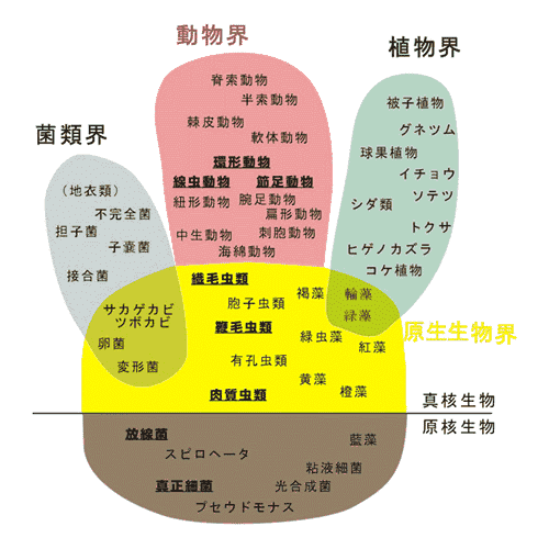 活性汚泥微生物の生物界での位置